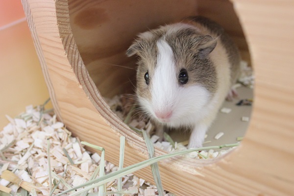 心が浄化されます…優しいお色のイングリッシュモルモットさんです✨