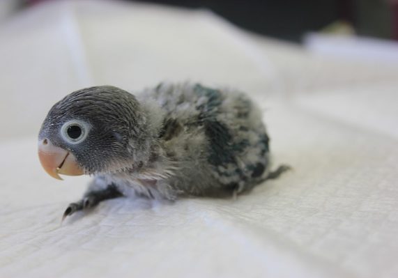 人気のブルーボタンちゃん再び…💙ヒナヒナです