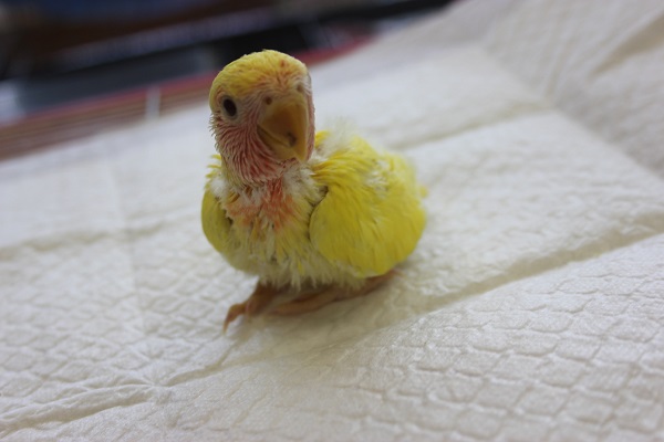 ラブバード代表❕コザクラインコ（ルチノー）さんです🌟