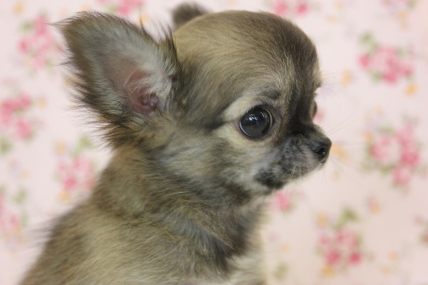 最新画像❢笑みがこぼれるかわいさです🥰極小チワワちゃん女のコ♀