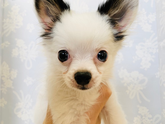 特攻隊長☆かまって炸裂チワワくん♪