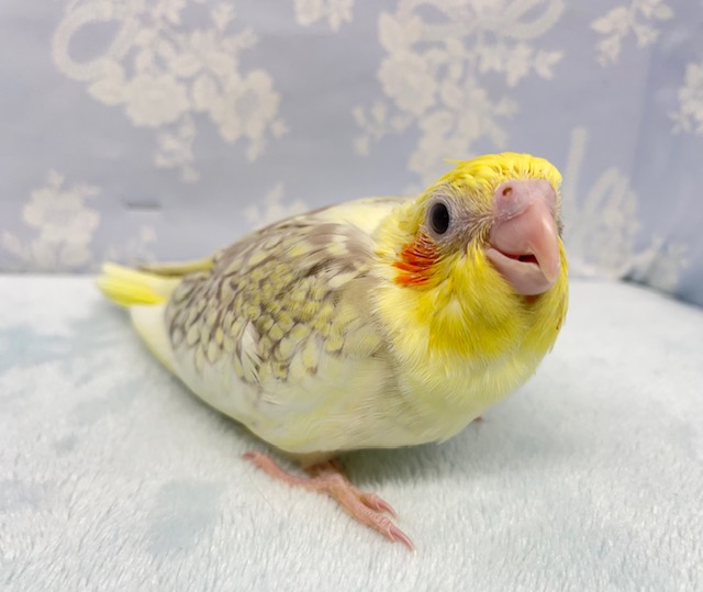 食べるで～💛オカメインコ（シナモンパールパイド）　2022年4月生まれ