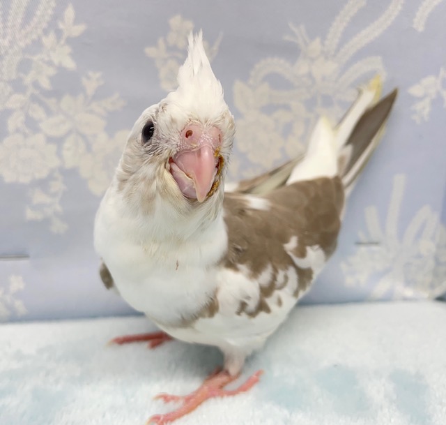 白いお顔💛オカメインコ（ホワイトフェイスシナモン）　2022年4月生まれ