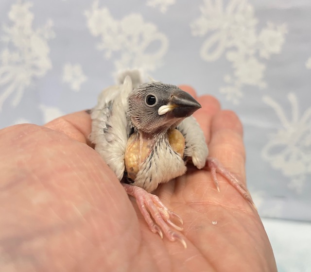 高級感💛シルバー文鳥　2022年4月生まれ