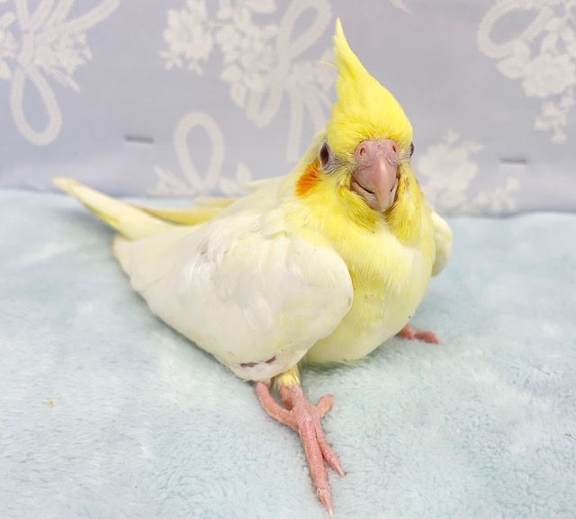 やっぱり黄色💛オカメインコ（ルチノー）　2022年4月生まれ