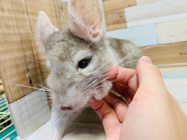 ずいずい前へ来てくれます♪チンチラ(ブロンズ)くん☆