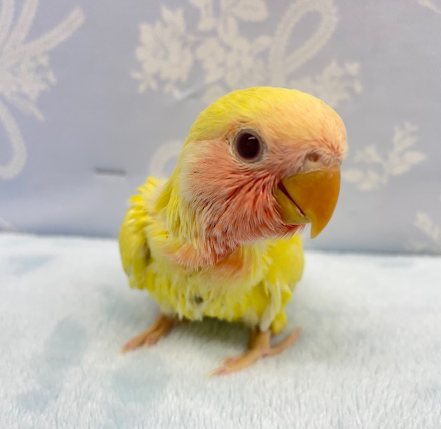 ピンクグレープフルーツ💛コザクラインコ（ルチノー） 2022年4月生まれ