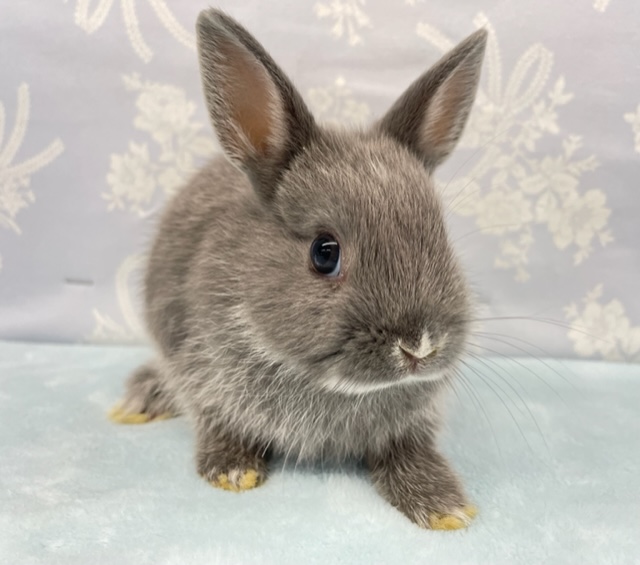 大人気💛ネザーランドドワーフラビット（ブルー系）女の子　2022年4月生まれ