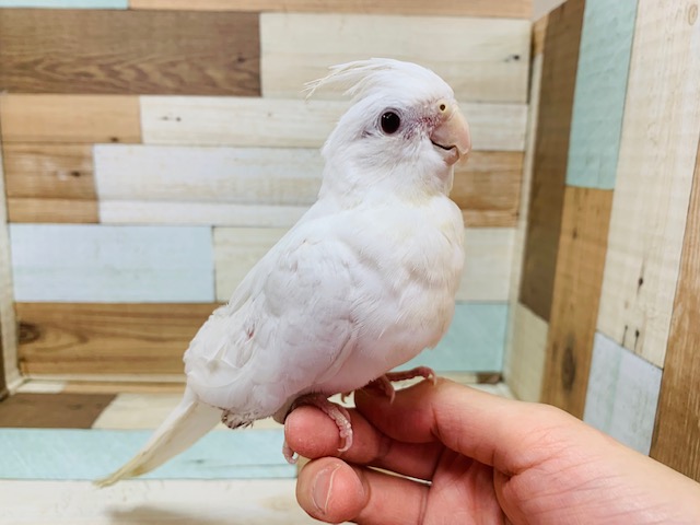 純白がキレイ♪べたなれオカメインコ(ピュアホワイト)さん☆