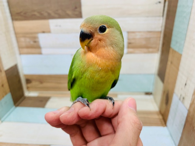 べったりちゃん♡コザクラインコさん！！