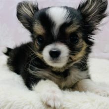 人大好きっコ♡チワワちゃん♪