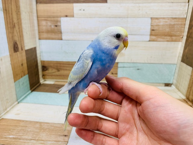 目がまんまる♪セキセイインコさん！！