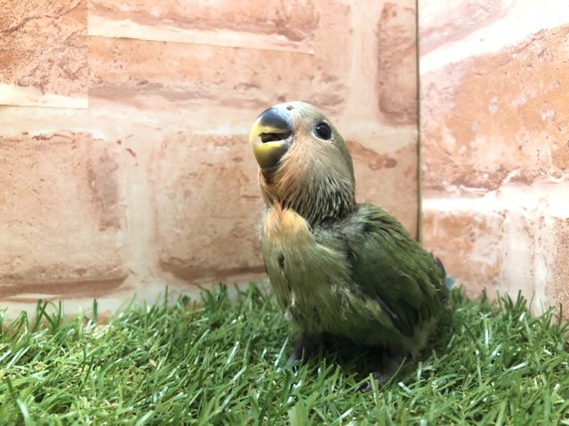 人気の定番カラー　コザクラインコ　ノーマルカラー　R４　５／７撮影