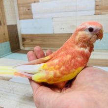 ピンクの人気な鳥さん♪アキクサインコ(ルビノー)さん☆
