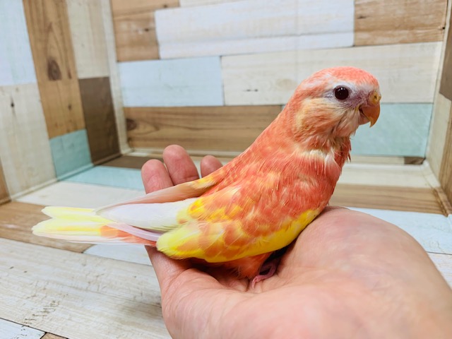 ピンクの人気な鳥さん♪アキクサインコ(ルビノー)さん☆