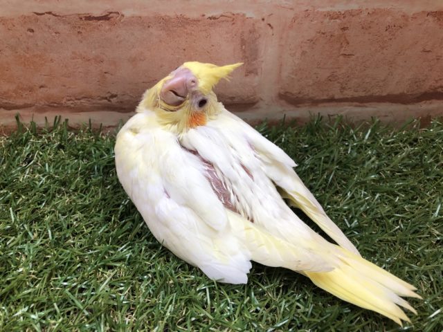 大人気カラー　オカメインコ　ルチノー　R４　５／８撮影