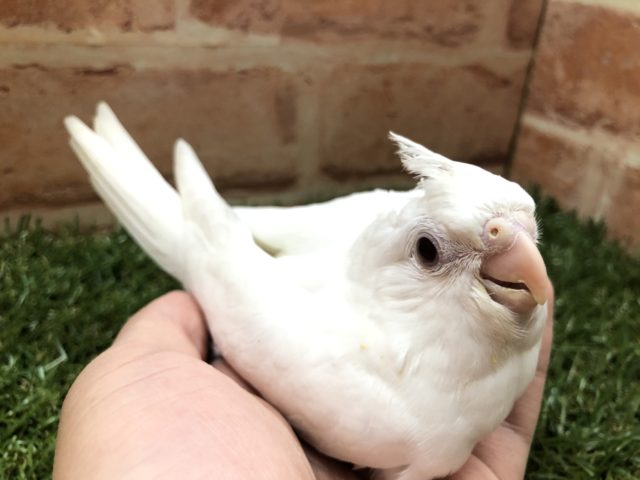 真っ白な体がかわいい　オカメインコ　ピュアホワイト　R４　５／８撮影