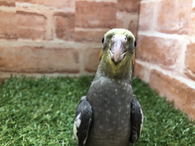 最近人気上昇中!! オカメインコのノーマルカラー　2022.4/27撮影