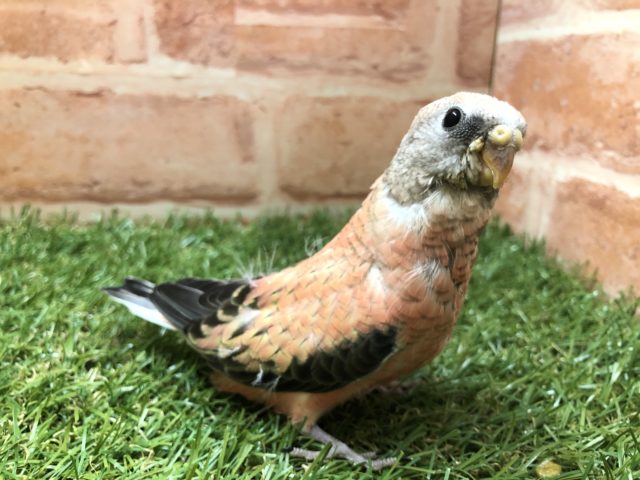 バラの花のような美しさ!?　アキクサインコのひな　2022.4/28撮影