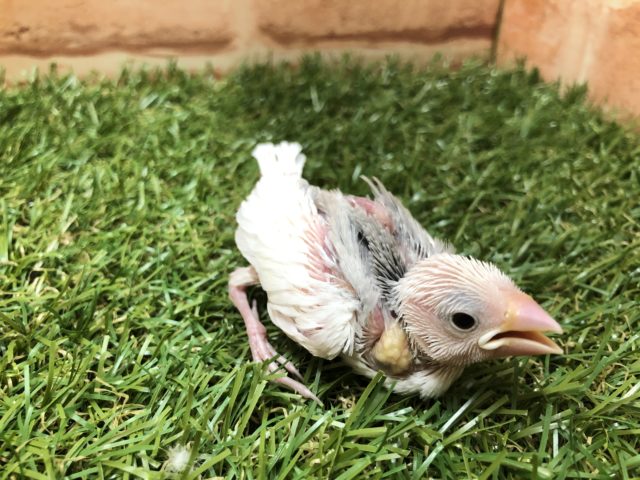 小っちゃいね～　白文鳥　R４　５／８撮影