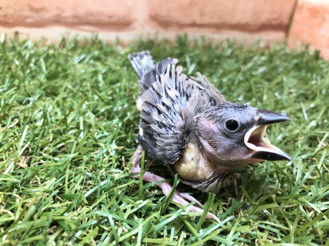 人気の定番鳥　桜文鳥　R４　５／８撮影