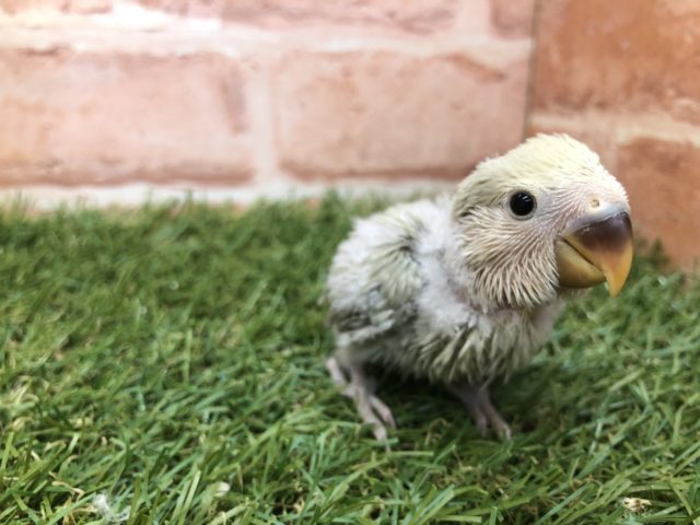 将来はどんな子に？　小桜インコ　シナモンカラー　R４　５／１３撮影