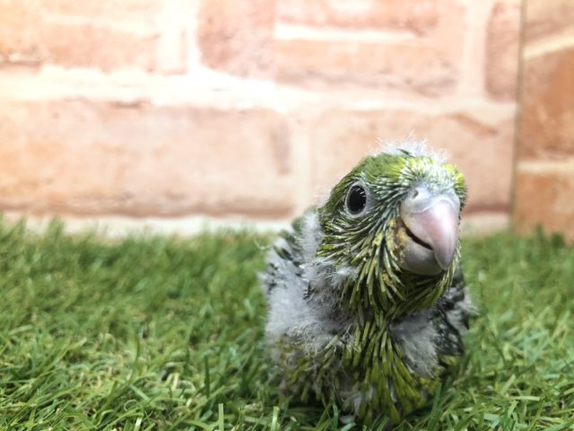 まったりさん　サザナミインコ　ノーマルカラー　R４　５／１３撮影