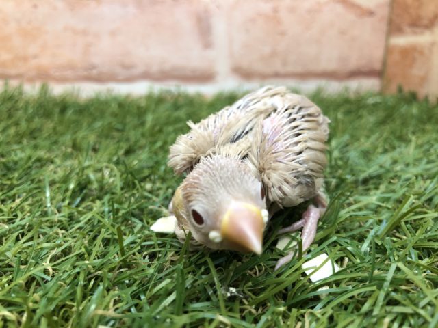 入舎が多い今がチャンス！　シナモン文鳥　R４　５／１３撮影