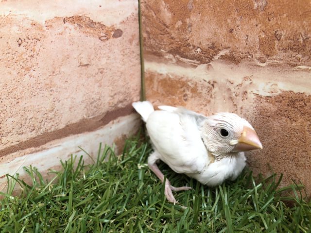 定番の文鳥さんpart２　白文鳥　R４　５／１３撮影