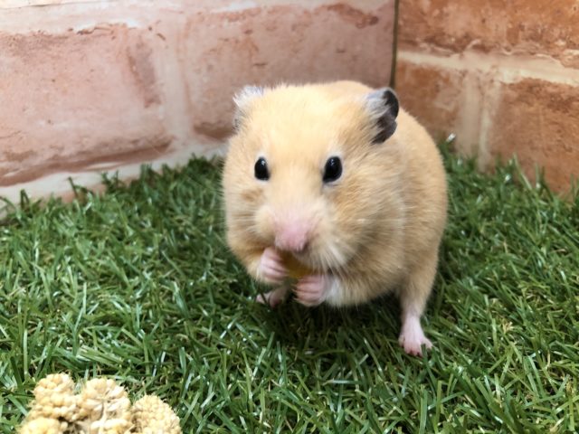 安心のサイズ感　キンクマハムスター　R４　５／１６撮影