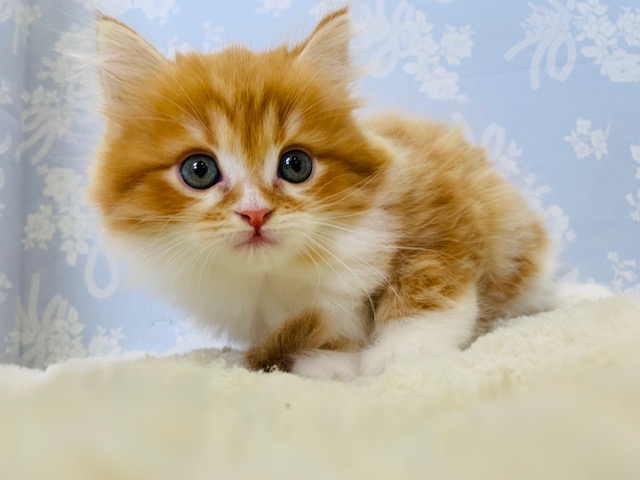 美形の甘えんぼにゃんこ♪ミヌエットくん☆