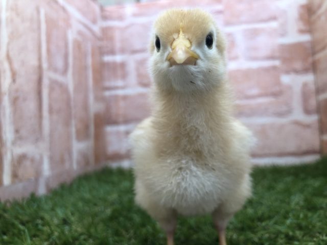 ピヨピヨかわいいヒヨコちゃん　ボリスブラウン　R４　５／２５撮影