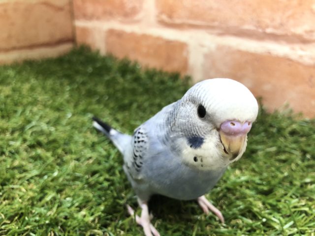 渋い色ですね　セキセイインコ　オパーリン　R４　５／２５撮影