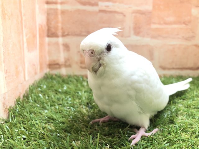 綺麗な白色　オカメインコ　ピュアホワイト　R４　５／２５撮影