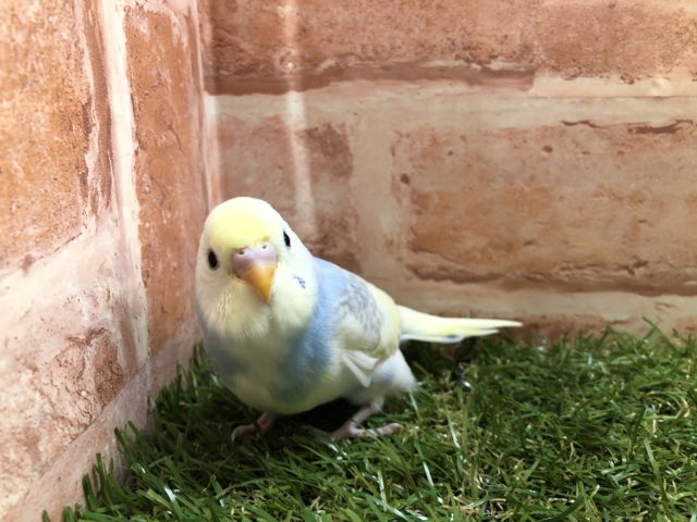 綺麗な色　セキセイインコ　パステルレインボーハルクイン　R４　５／２５撮影