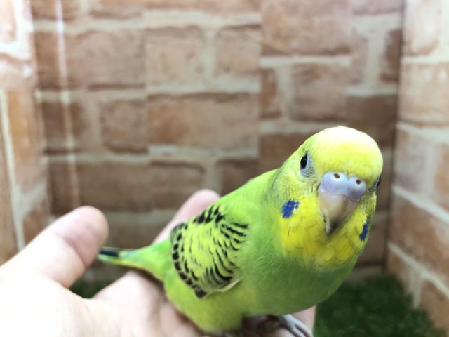 定番カラーですよね　セキセイインコ　オパーリン　R４　５／２５撮影
