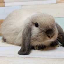 お膝でまったり♡ホーランドロップちゃん♡