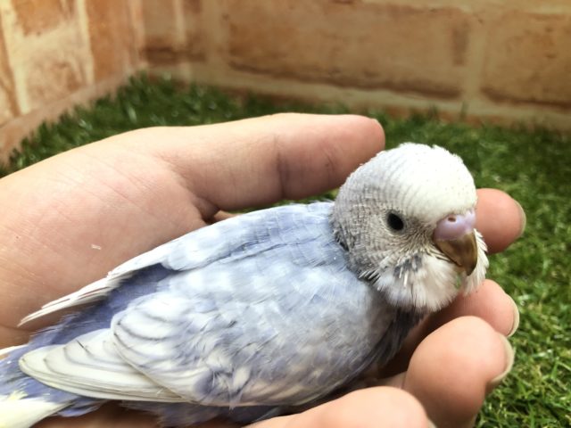 ライラックに見えなくもない？　セキセイインコ　スパングル　R４　５／２５撮影