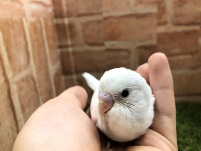 アルビノ？　いえいえ黒目の子です　セキセイインコ　ダブルファクター　R４　５／２５撮影