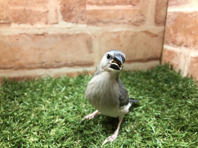 桜文鳥入舎です　R４　５／１８撮影