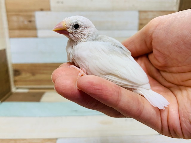 寄り添って寝る姿が可愛い♡白文鳥さん♪