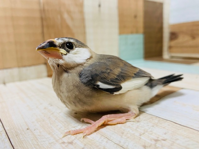 ｸﾘｸﾘおめめ♡桜文鳥さん！