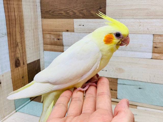 人気のカラー☆体格がいいオカメインコ(ルチノー)さん！！