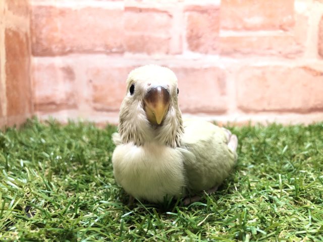 人気のカラー　コザクラインコ　シナモン　R４　５／２５撮影