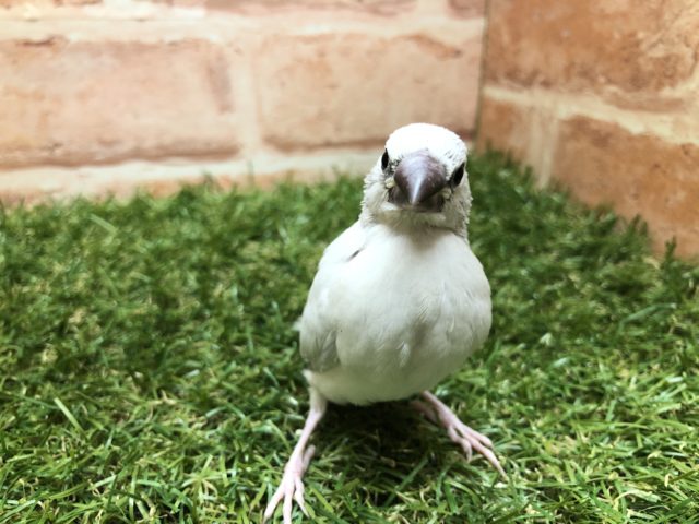 久しぶりのヒナです　シルバー文鳥　Ｒ４　５／２５撮影