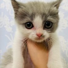 おめめｸﾘｸﾘ♡スコティッシュフォールドくん♪