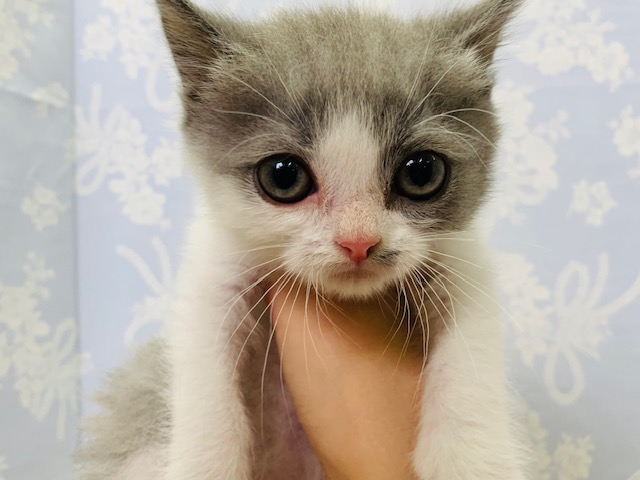 おめめｸﾘｸﾘ♡スコティッシュフォールドくん♪