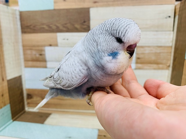 もふっと感がたまらない♡ジャンボセキセイインコ(スパングルモーヴ)さん☆