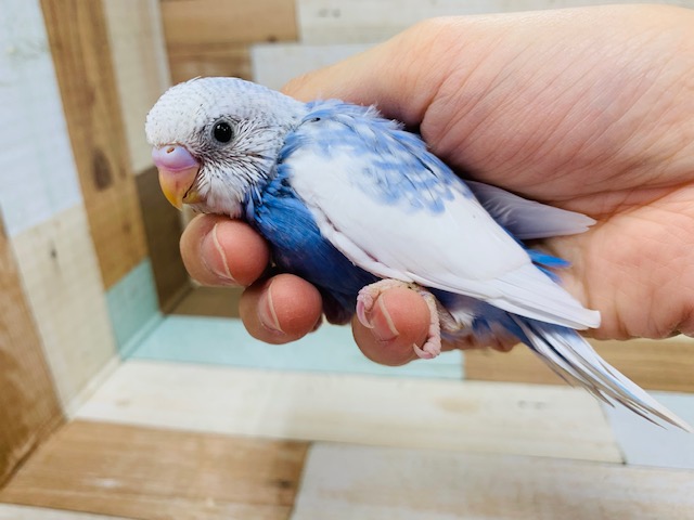 青空と雲みたいなセキセイインコ(スパングルパイド)さん！！