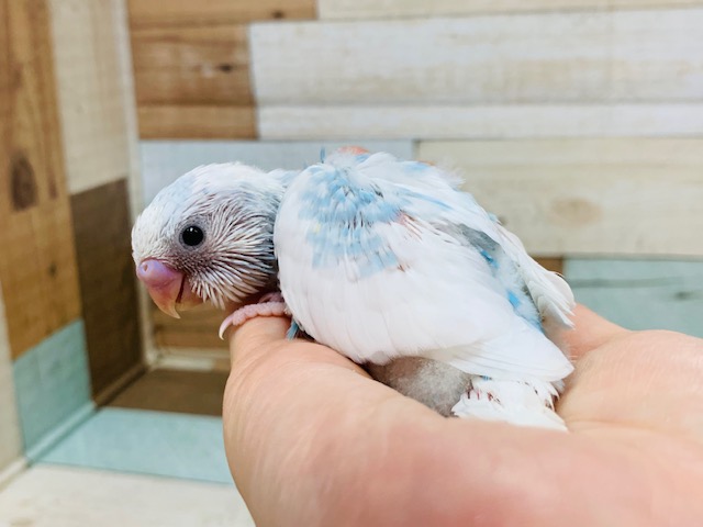 白が多めで爽やかカラー☆セキセイインコ(スパングルパイド)さん！